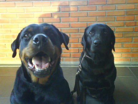 Adestramento Básico- Avançado